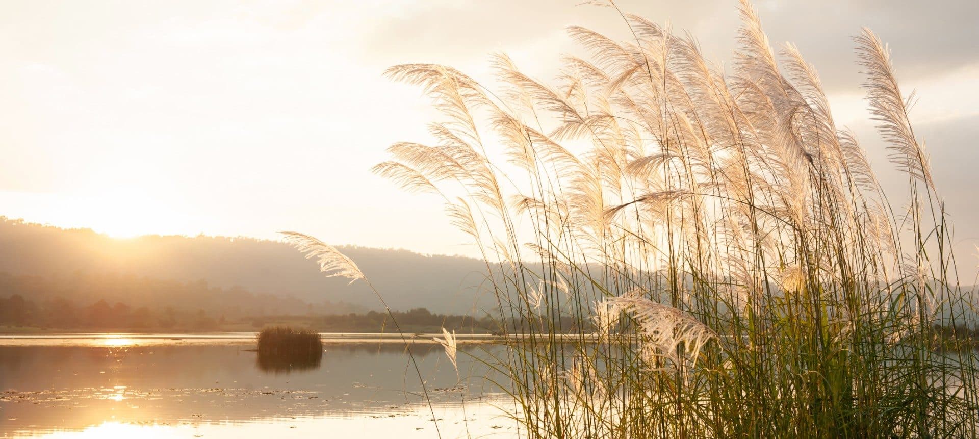Reeds beside a lake at sunrise